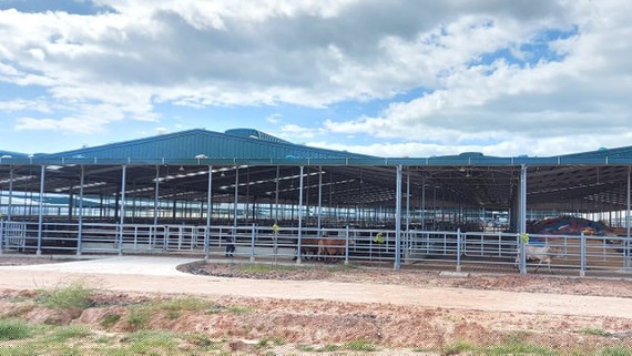 Trang trạng bò thịt xây dựng trên đất rừng