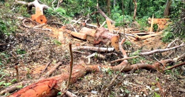 Quảng Bình: Hơn 100 cán bộ, chiến sĩ truy bắt “lâm tặc” giữa rừng già