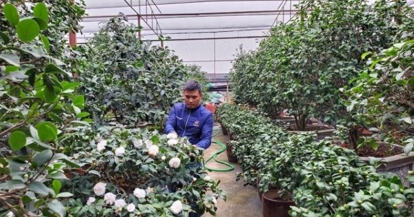 Trồng trà "chơi tết", nông dân thu hàng trăm triệu đồng mỗi năm
