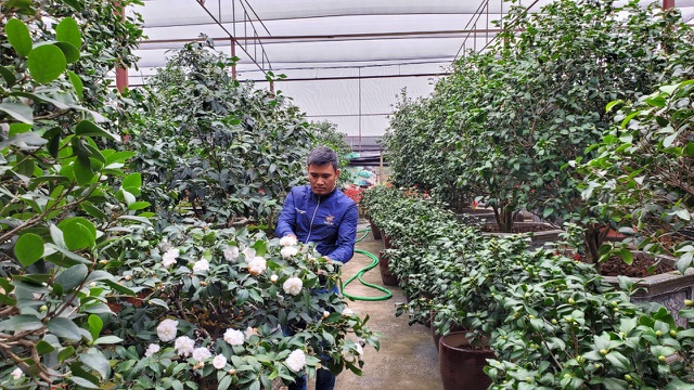 Vườn trà của anh Biên năm nay dự kiến sẽ xuất bán 200 cây