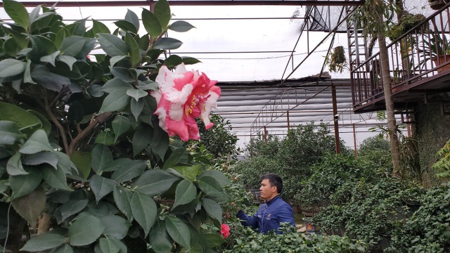 Theo anh Biên, trà là loại cây khó trồng