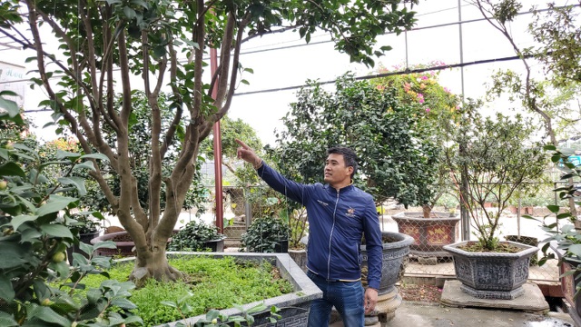 Cây trà cổ có giá hàng trăm triệu đồng tại vườn nhà anh Biên 