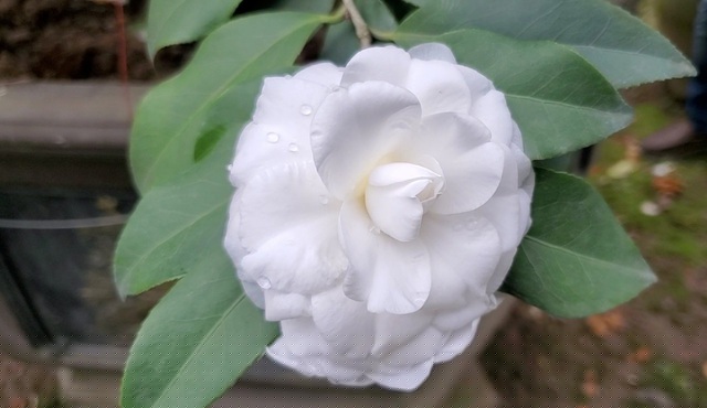 Trà bạch thường nở sớm vào đầu tháng 11 âm lịch