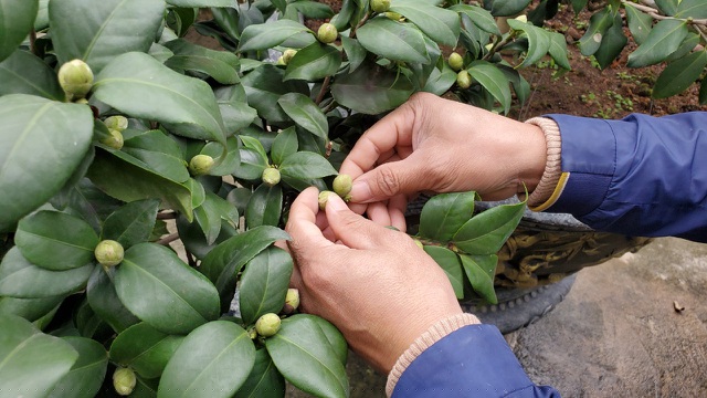 Cây trà cần được chăm sóc rất tỉ mỉ