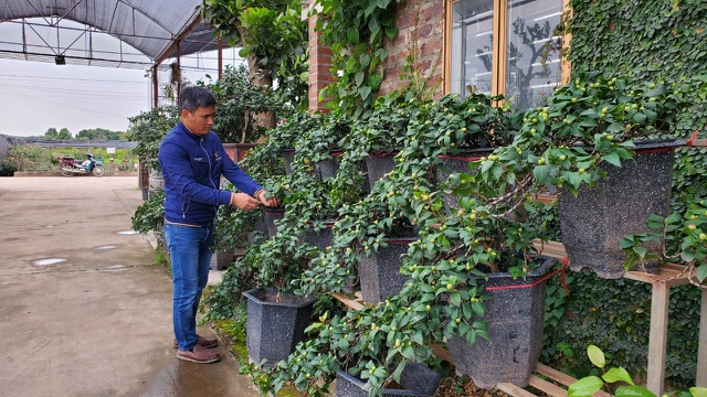 Những cây trà bon sai tại vườn dự kiến bán trong dịp Tết Nguyên đán