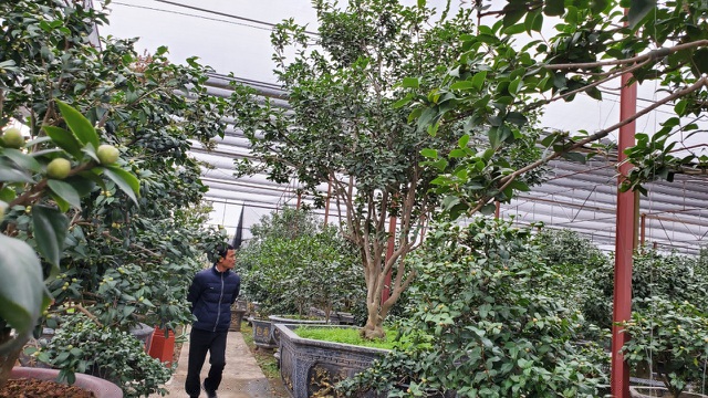 Vườn cây trà của anh Chử Văn Biên, nơi có hàng trăm cây trà lớn nhỏ