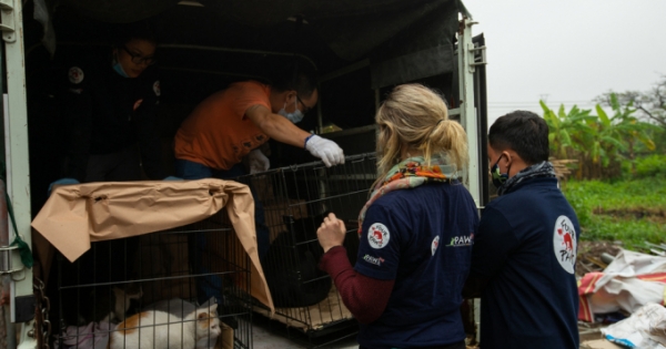 25 cá thể chó mèo được giải cứu ở “thủ phủ thịt mèo” của Việt Nam