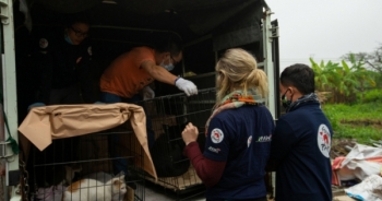 25 cá thể chó mèo được giải cứu ở “thủ phủ thịt mèo” của Việt Nam