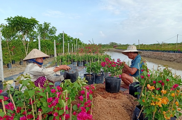 Vợ chồng ông Phạm Văn Te bỏ nghề trồng lúa chuyển qua nghề trồng hoa kiểng hơn 2 năm qua