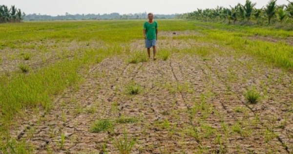 Nỗi buồn “vựa lúa”