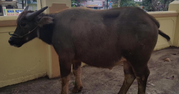 Đi xe SH bắt trộm trâu bên đường