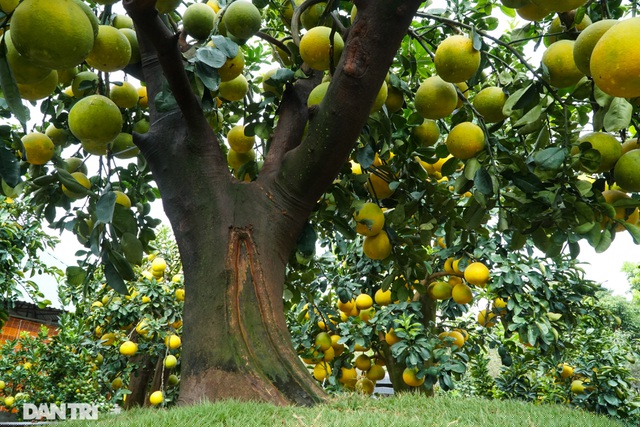 Trong vườn nhà anh Chính có gốc bưởi cổ thụ hơn 200 năm tuổi được cho là quý giá nhất và đặt ngay sát quốc lộ, chờ đại gia