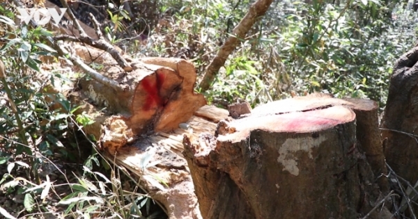 170 cây gỗ bị chặt trong rừng đặc dụng: 