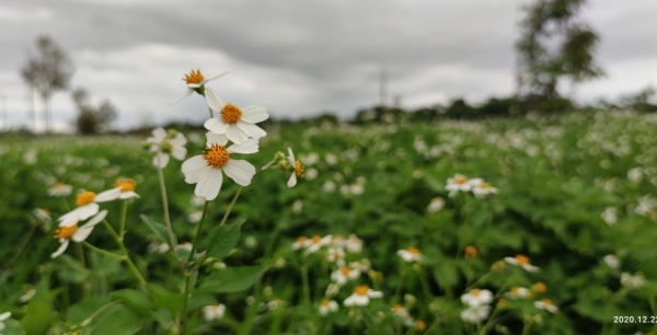 Xuyến Chi – hoa cô đơn