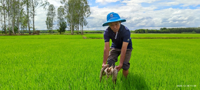 Thay vì thu gom để chôn lấp, ông Minh lại vớt cá vứt lên ruộng của các hộ dân xung quanh gây ô nhiễm nghiêm trọng.