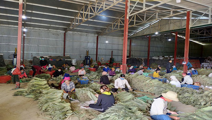 Lá Giang tươi được người dân thu hái và bán cho các cơ sở trên địa bàn.