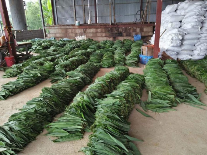 Lá Giang chuẩn bị được các nhân công tại xưởng chọn lọc đóng gói