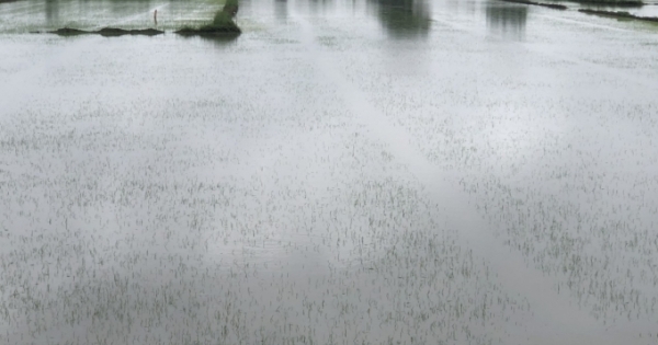 Mưa lớn nhiều ngày, hàng ngàn ha lúa Đông xuân tại Hậu Giang bị thiệt hại