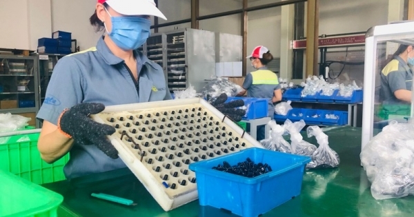 Doanh nghiệp xoay xở kiếm tiền thưởng tết