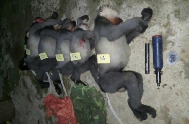 Vụ án bắn chết 5 cá thể voọc chà vá chân xám quý hiếm: Khởi tố vụ án hình sự để điều tra