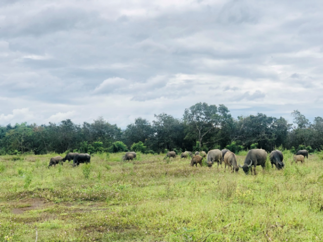 Bình Phước: Người dân lo lắng việc tách thửa đất nông nghiệp tràn lan ở xã Thanh An