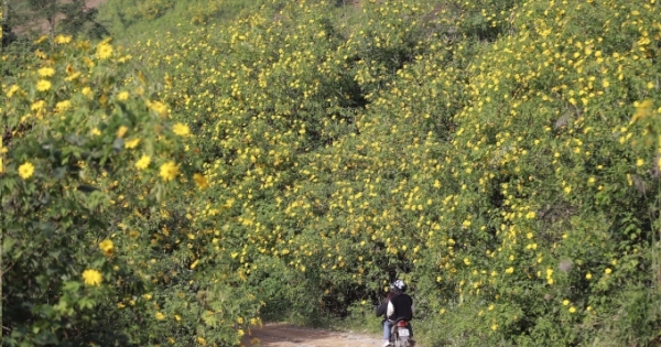 Ngất ngây với mùa hoa dã quỳ ở Điện Biên