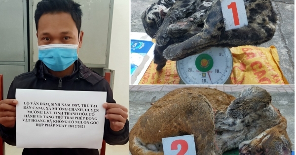 Phát hiện, bắt giữ đối tượng tàng trữ 2 cá thể báo gấm và beo lửa