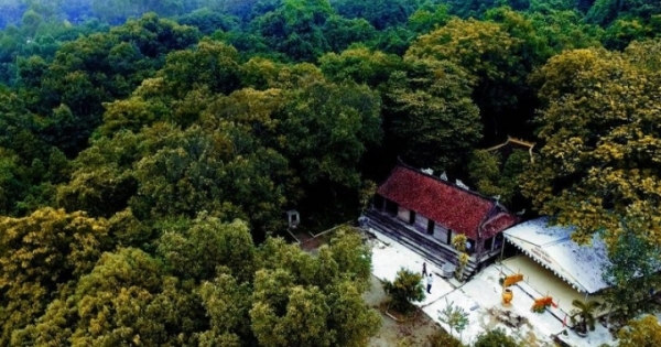 Rừng lim ngàn năm báu vật của làng