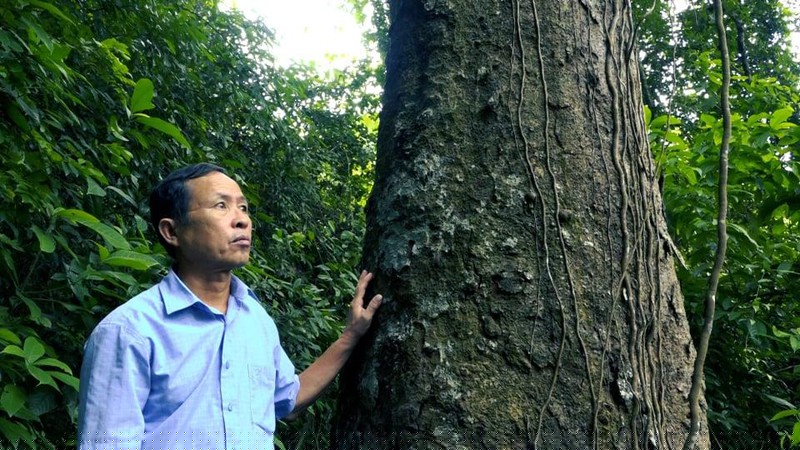 &Ocirc;ng Mai Huy Ch&acirc;n, người 21 năm trực tiếp bảo vệ rừng cho hay h&agrave;ng chục năm qua chưa bao giờ xảy ra t&igrave;nh trạng khai th&aacute;c lim tr&aacute;i ph&eacute;p.