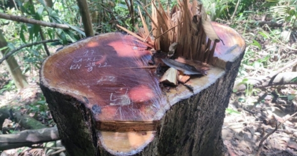 Kon Tum: Kỷ luật tập thể, cá nhân để xảy ra phá rừng tại huyện biên giới