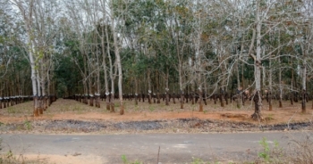 Kon Tum: Xuất khẩu vượt 19% kế hoạch năm 2022