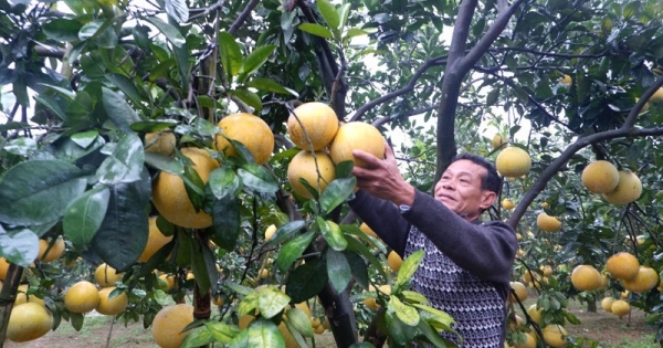 Tìm giải pháp tiêu thụ cho vùng trồng bưởi huyện Chương Mỹ