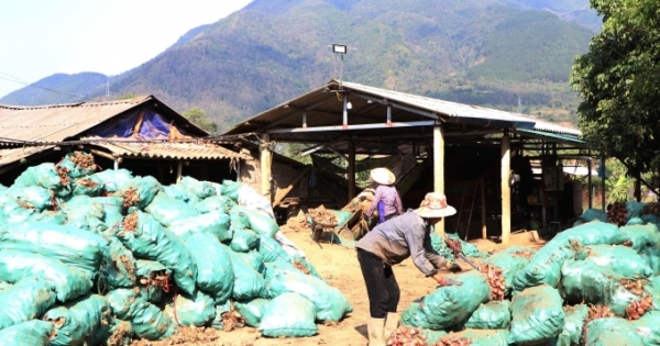 Tam Đường (Lai Châu): Ô nhiễm môi trường nghiêm trọng từ hoạt động chế biến dong riềng