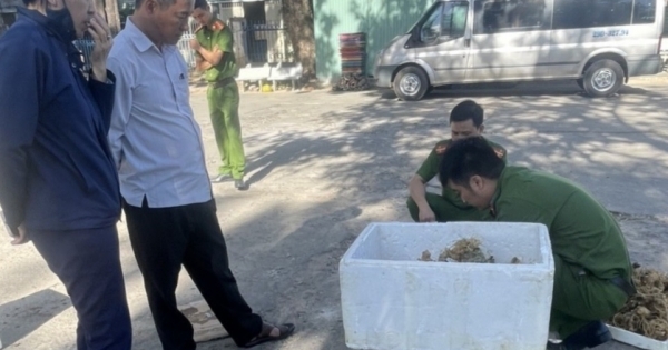 Kon Tum: Xác minh chủ lô hàng 40kg củ và lá trông giống sâm Ngọc Linh