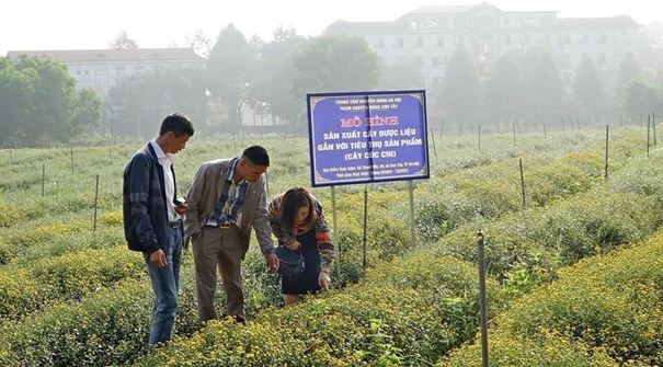 Dược Ngọc Linh tham gia mô hình sản xuất cây dược liệu Cúc chi gắn với tiêu thụ sản phẩm