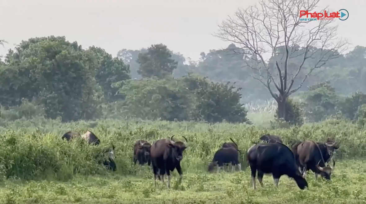 vuon quoc gia cat tien nhan danh hieu danh luc xanh