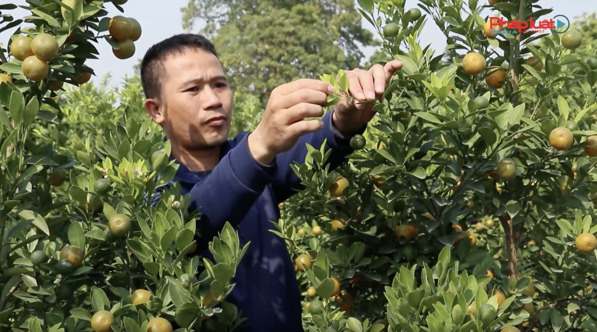 Quất Tết khan hiếm, nhà vườn rục rịch nhận cọc sớm để tránh "hớ" giá