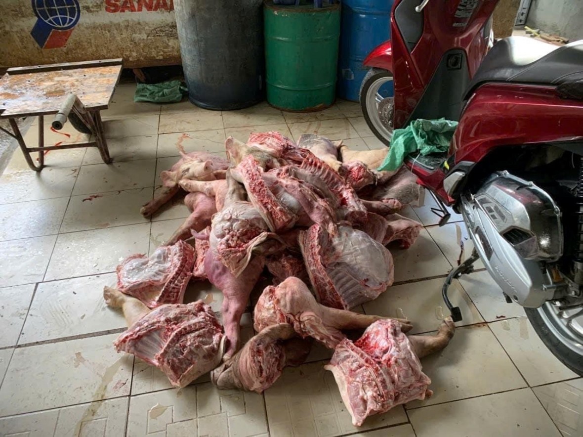 Điểm tin Pháp luật Plus 25/11: Khởi tố vụ giết mổ heo nhiễm bệnh