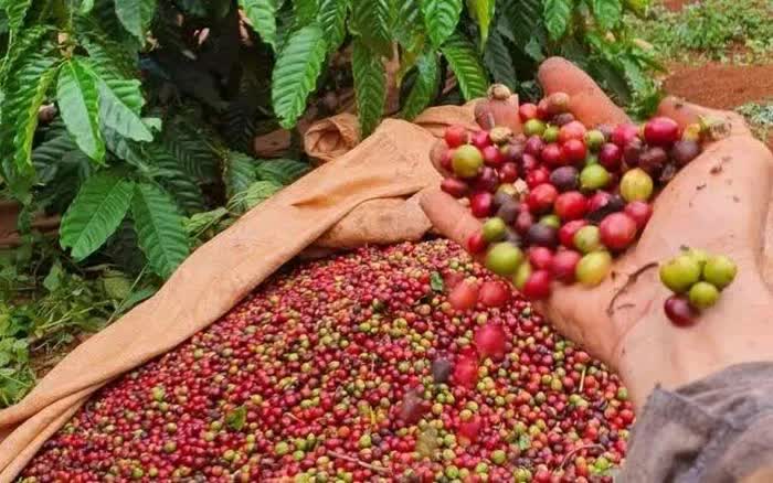 Bản tin tổng hợp 15/03: Nông sản Việt giữ đà tăng trưởng trong bối cảnh thương mại biến động